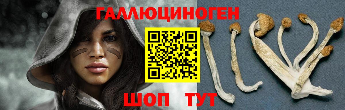 Псилоцибиновые грибы Cubensis Сургут